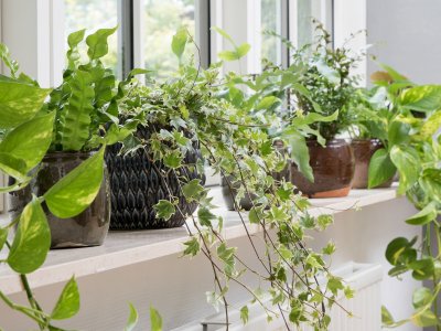 Stueplanter i ferietiden