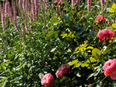 Rosenbedet står på spring