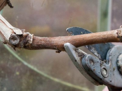 Tid til at beskære vinstokken